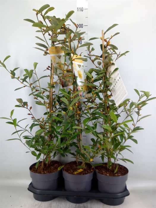 <h4>Magnolia   ...</h4>