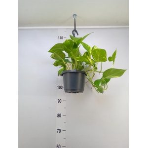 Epipremnum pinn. 'Aureum'  HG