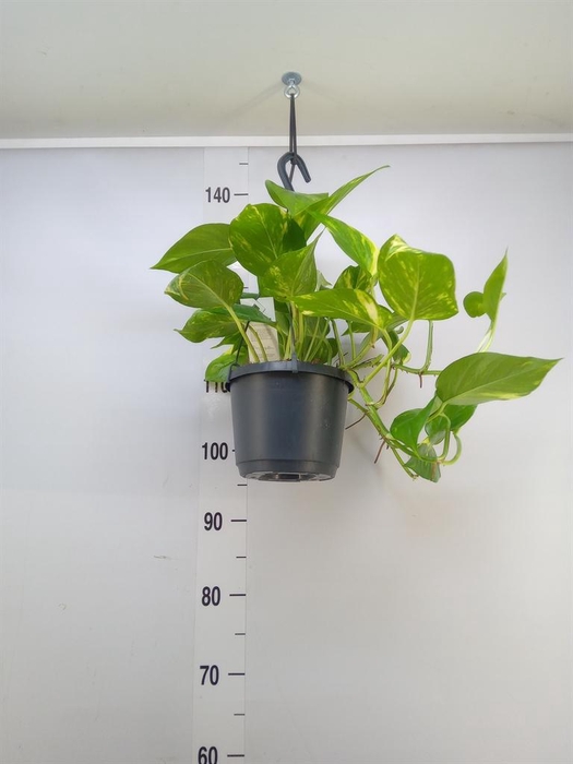 <h4>Epipremnum pinn. 'Aureum'  HG</h4>