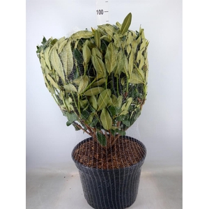 Rhododendron cat. 'Germania'