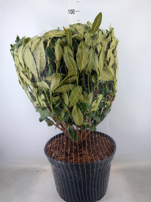 <h4>Rhododendron cat. 'Germania'</h4>