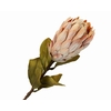 Protea Brown