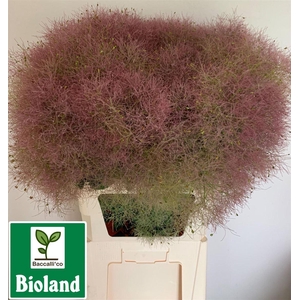 Cotinus Coggygria