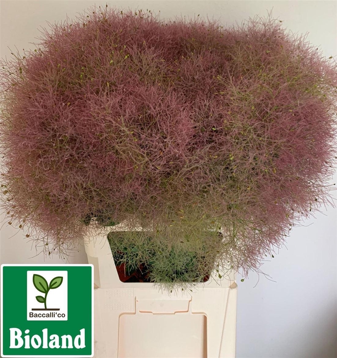 <h4>Cotinus Coggygria</h4>