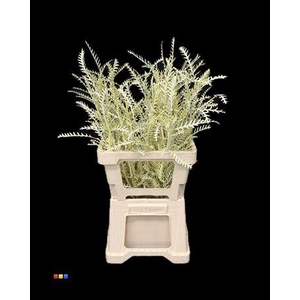 Grevillea Ivanhoe Creme