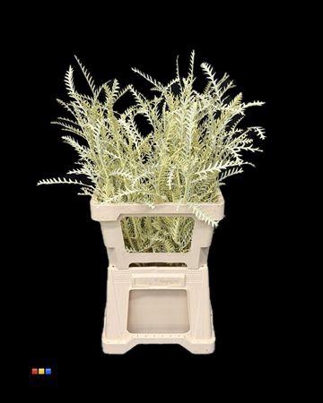 <h4>Grevillea Ivanhoe Creme</h4>