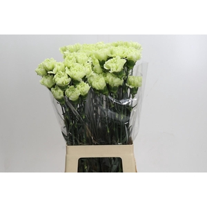 Dianthus St Lady Midori