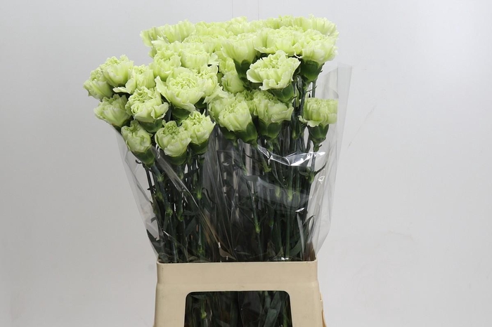 Dianthus St Lady Midori