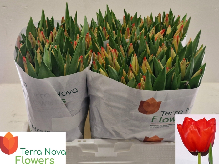 <h4>TU EN LALIBELA</h4>