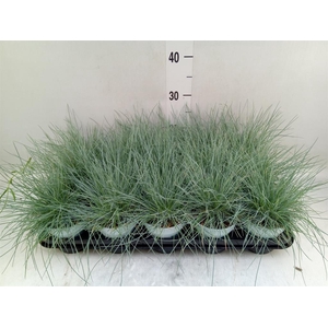 Festuca glauca 'Compacta Blue'