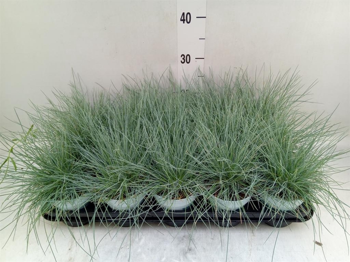 <h4>Festuca glauca 'Compacta Blue'</h4>