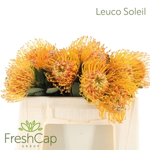 Leuco Soleil