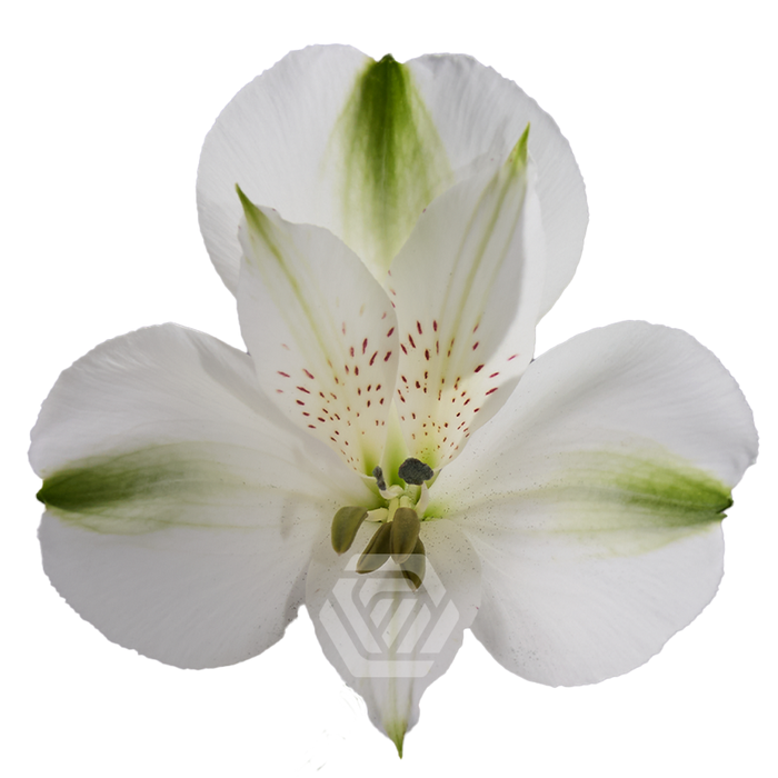 <h4>ALSTR WHITE FOCUS Tessa</h4>