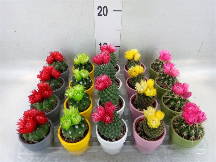 <h4>Cactus   ...decorated</h4>