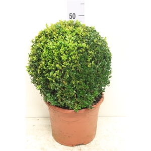 Buxus sempervirens bol P26 (potgekweekt)