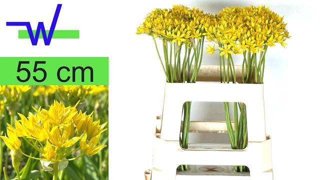 <h4>ALLIUM MO JEANNINE</h4>