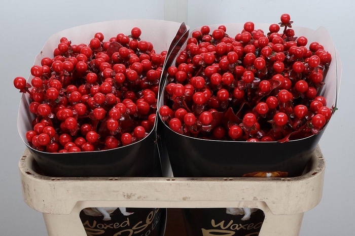 <h4>Hyp Ov Klb H</h4>