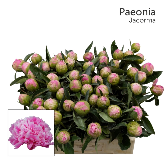 <h4>PAEO L JACORMA 996</h4>