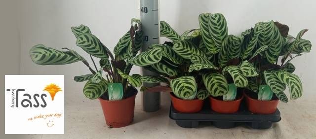 <h4>CTENANTHE BURLE-MARX</h4>