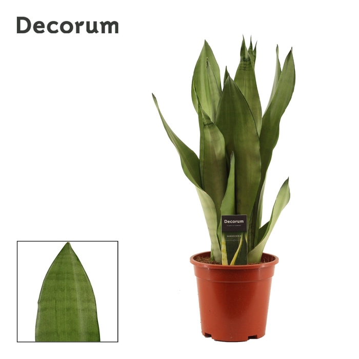 <h4>Sansevieria Moonshine 17 cm (Decorum)</h4>