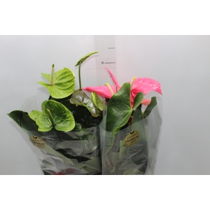 ANTHURIUM VARIADO P17 PREMIUM