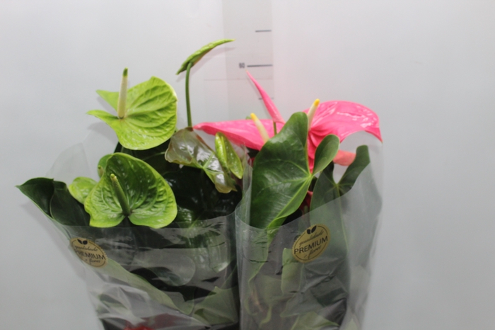 <h4>ANTHURIUM VARIADO P17 PREMIUM</h4>