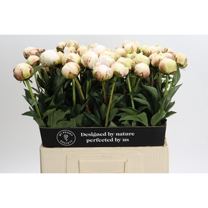 Paeonia Odile