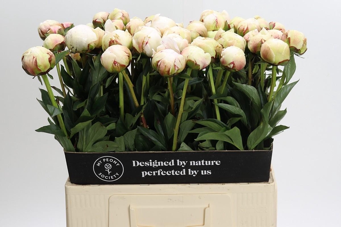 <h4>Paeonia Odile</h4>