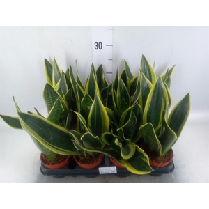Sansevieria trifa.   ...