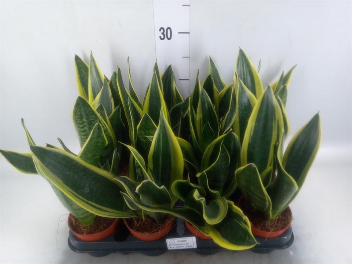 <h4>Sansevieria trifa.   ...</h4>