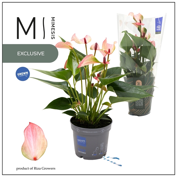 <h4>Mimesis Anthurium KARMA Hotlips - 9cm</h4>