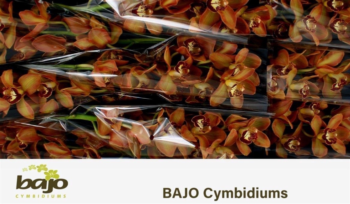 <h4>Cymb T Charly Brown</h4>