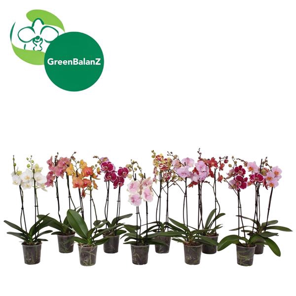 <h4>BalanZ - Phalaenopsis Mix 2t 14+/55</h4>