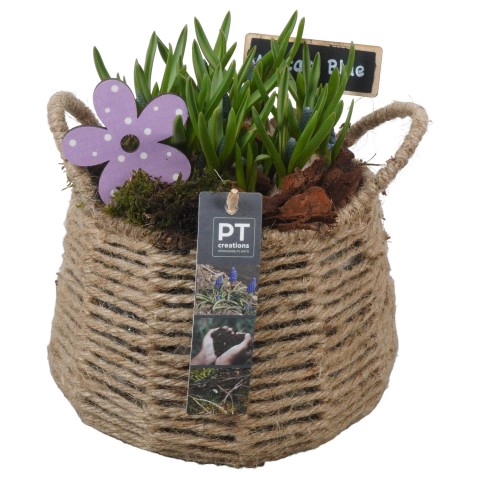 <h4>PTMB1189 Arrangementen Muscari</h4>