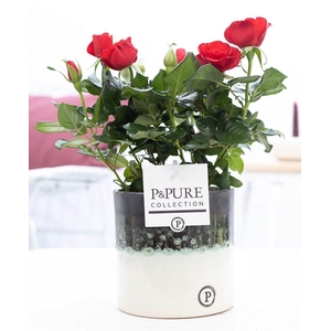 Rosa red in P&PURE Illusion cer. (perfectly imperfectable)