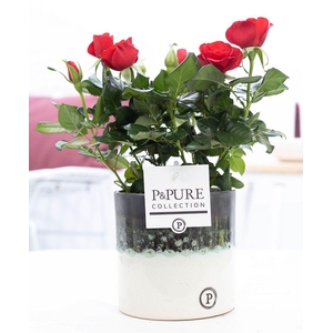 Rosa red in P&PURE Illusion cer. (perfectly imperfectable)