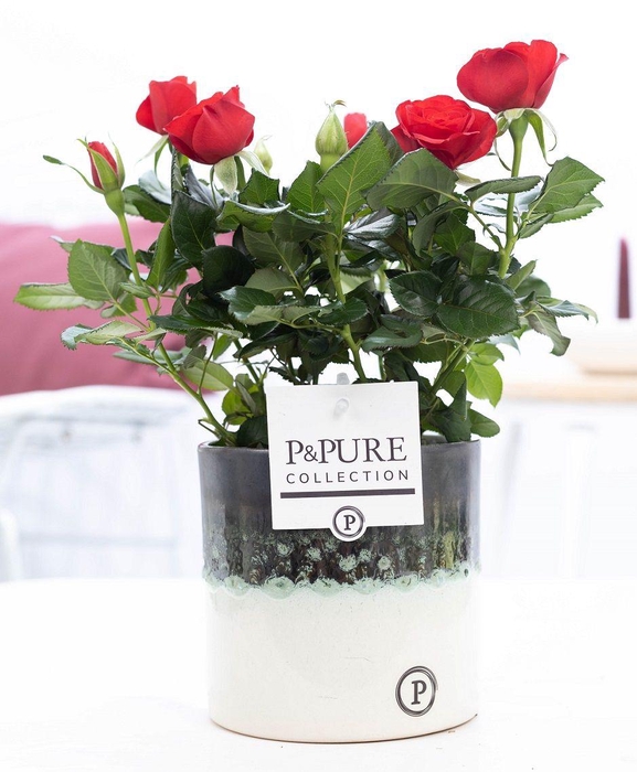 <h4>Rosa red in P&PURE Illusion cer. (perfectly imperfectable)</h4>