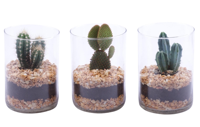 <h4>Yearround Arr. Cactus Glass Cylinder Ø11,5cm 1PP</h4>