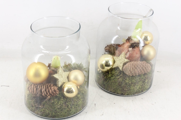 <h4>arr4 Amaryllis MB - Glas Napoleon x6 Gold</h4>