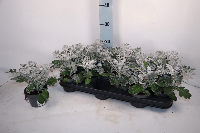 <h4>JACOBAEA MARITIMA</h4>