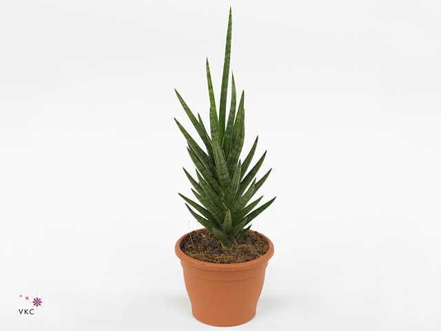 Sansevieria francisii 7 cm (Decorum)