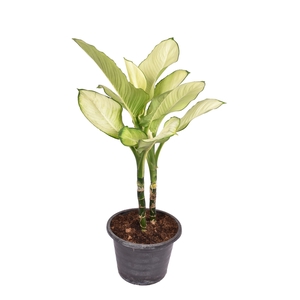 Dieffenbachia