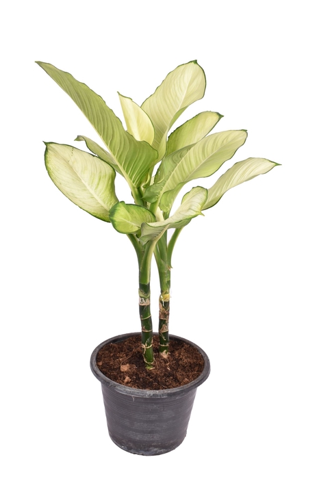 <h4>Dieffenbachia</h4>