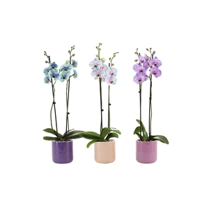 Morgan Cozy Mix Phal I Am Special Mix 2T14+