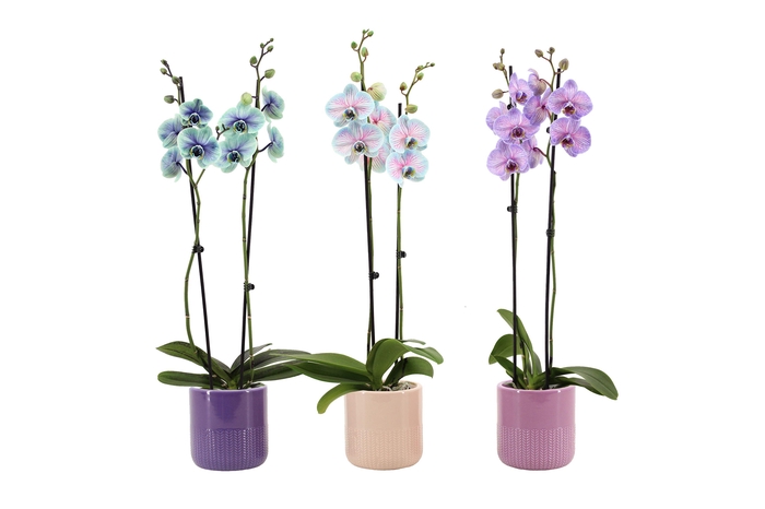 <h4>Morgan Cozy Mix Phal I Am Special Mix 2T14+</h4>