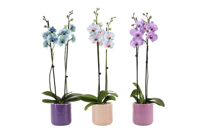<h4>Morgan Cozy Mix Phal I Am Special Mix 2T14+</h4>