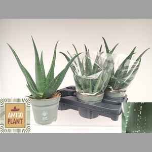 ALOE VERA
