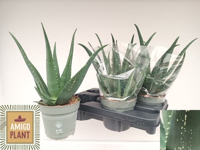 <h4>ALOE VERA</h4>
