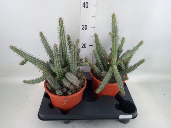 <h4>Euphorbia baioensis</h4>