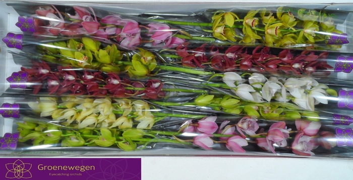 <h4>CYMB MI GEM</h4>